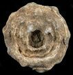 Flower-Like Sandstone Concretion - Pseudo Stromatolite #62201-1
